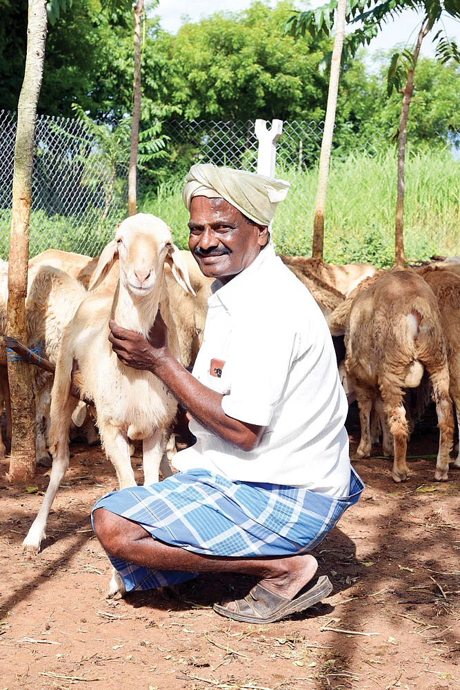 ஆடுகளுடன் அழகேசன்