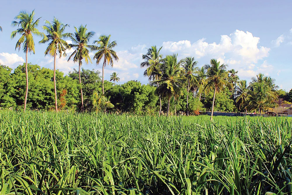 தீவன வளர்ப்பு