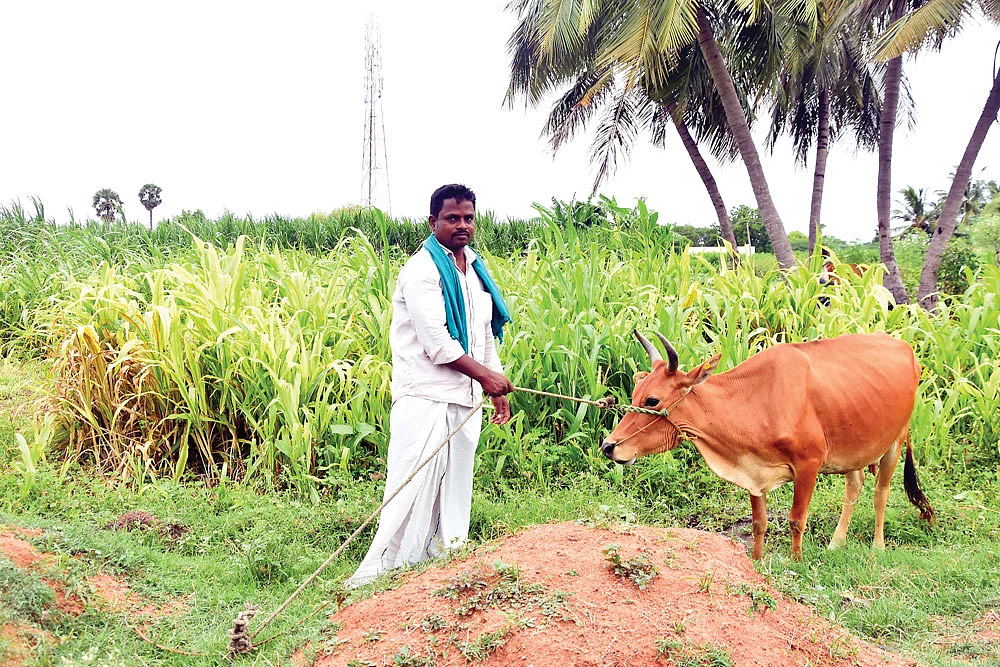 தீவன சாகுபடி வயலில் கலியன்