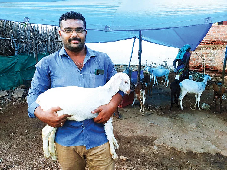 ஆடு வளர்ப்பு