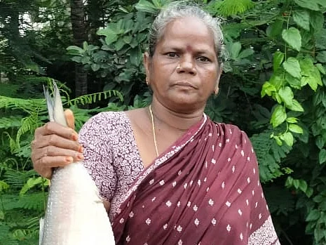 புலாசா மீன்