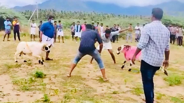ஆட்டுச் சண்டை நடக்கும் இடம்