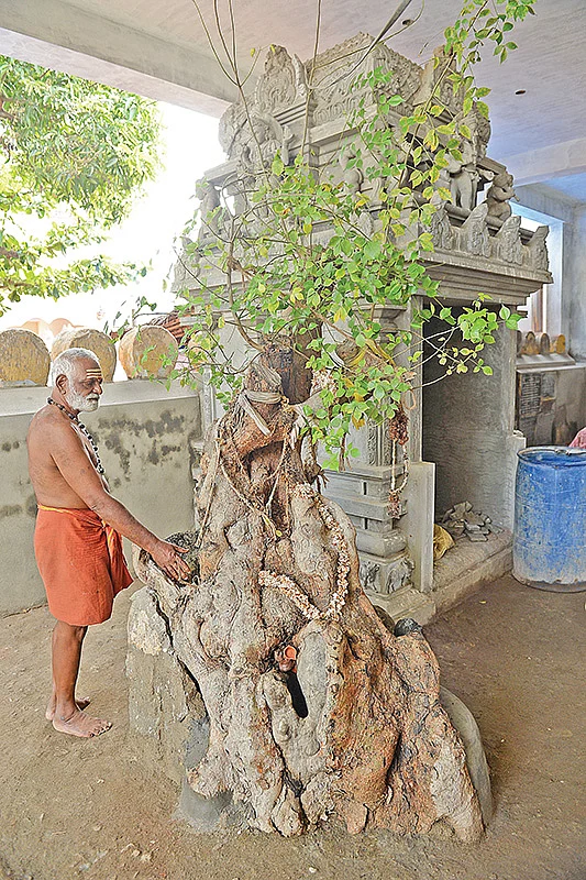 கிளுவை மரம்