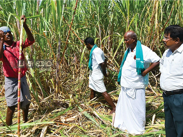 ஒரு முறை நடவு... 30 ஆண்டுகள் அறுவடை! - ஒரு ஏக்கரில் 90 டன் மகசூல்... ரூ.5,60,000 வருமானம்...