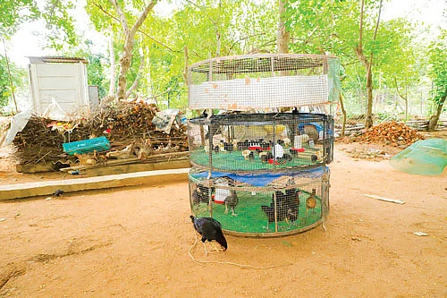 வட்ட வடிவ கூண்டு