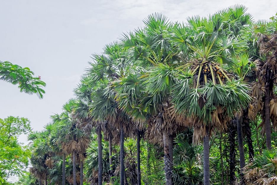 பனை மரங்கள்