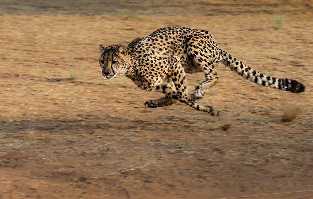 Cheetah
