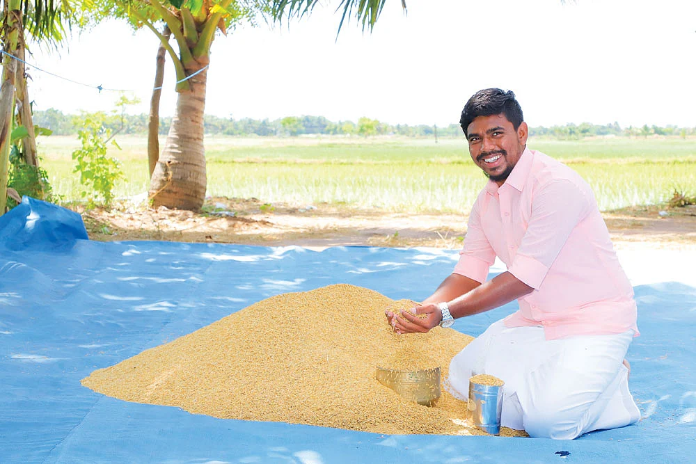 அறுவடையான சொர்ணமயூரி நெல்