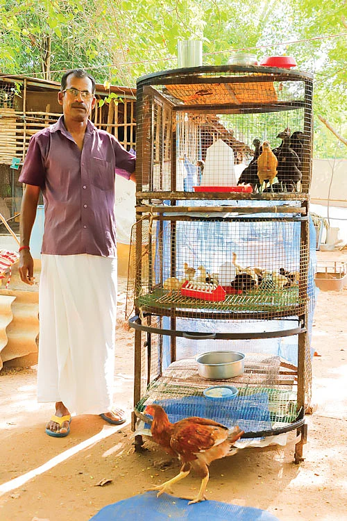 நீள் வட்ட அடுக்குக் கூண்டு
