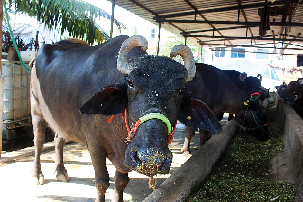 எருமைகள்