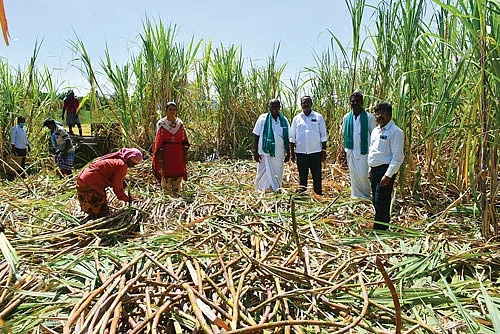 கரும்பு அறுவடையில் அந்தோணிசாமி மற்றும் அதிகாரிகள்