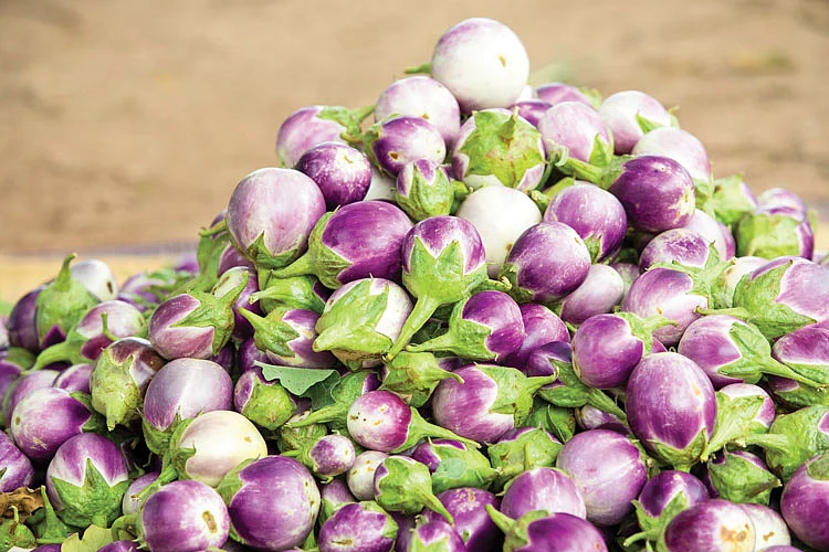 மணப்பாறை கத்திரிக்காய்
