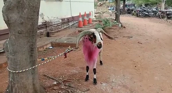 ஆட்டுச் சண்டையில் ஈடுபட்ட ஆடு
