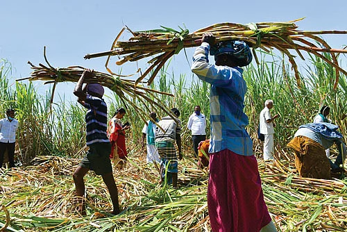 கரும்பு அறுவடை