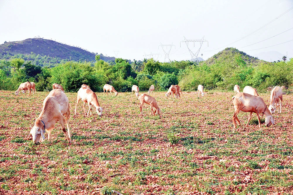 மேய்ச்சலில் செம்மறியாடுகள்