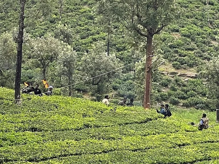 தேனுக்காக மரம் ஏறி சிக்கிக்கொண்ட கரடி; மரத்தை சாய்த்து மீட்ட வனத்துறை!