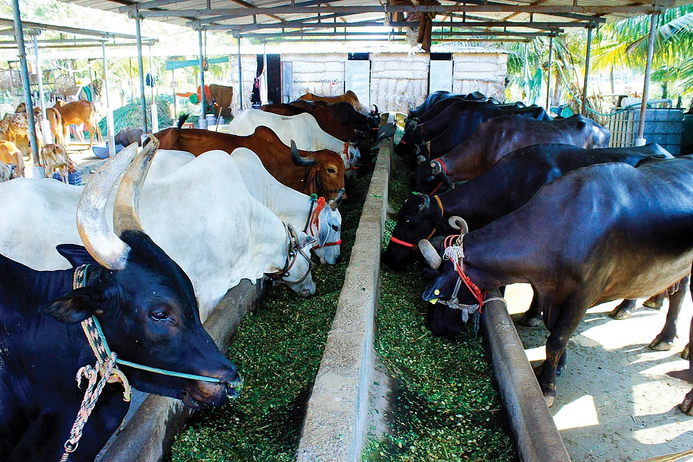 மாடுகள், எருமைகள்