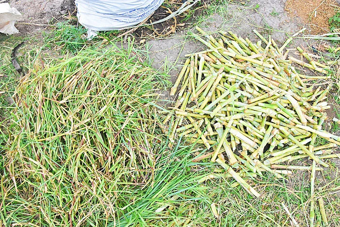 விதைக்கரணைகள்