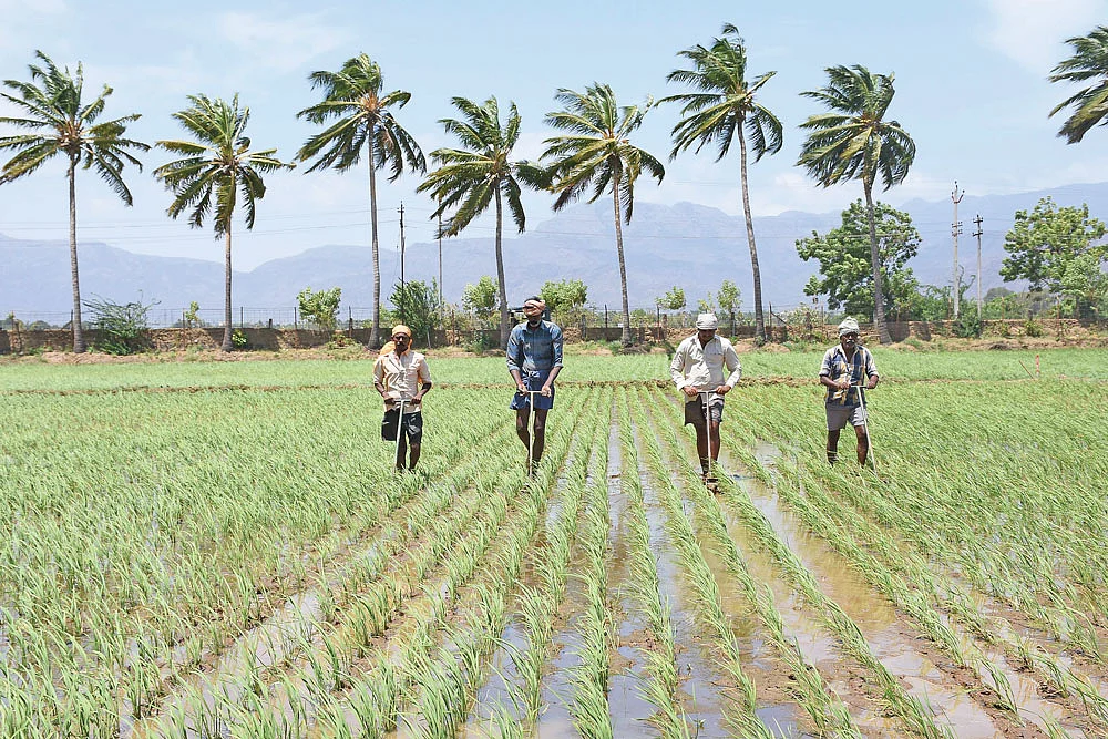 விவசாயம்