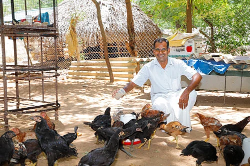 கோழிகளுடன் ஜெயராமன்