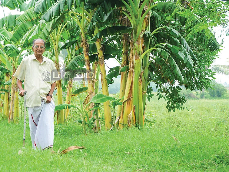 ஆண்டுக்கு, ரூ.3 லட்சம் -
நெல், தென்னை, வாழை, பால்...
83 வயது இளைஞரின் இயற்கை விவசாயம்!
