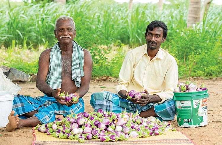 மணப்பாறை கத்திரிக்காய்