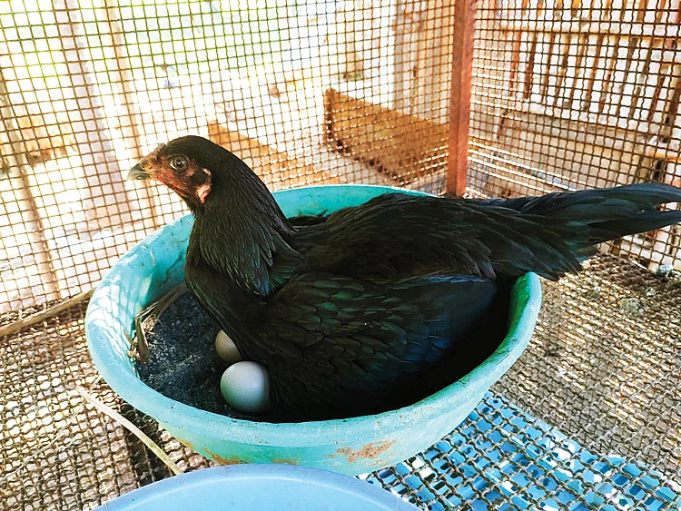 கோழி வளர்ப்பு