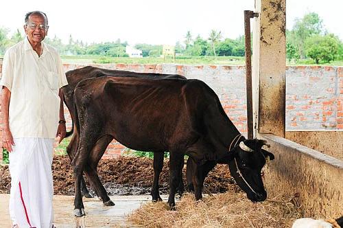 மாடுகளுடன்