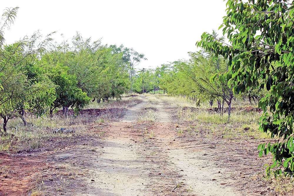 தோட்டம்