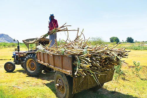 அறுவடையான கரும்பு