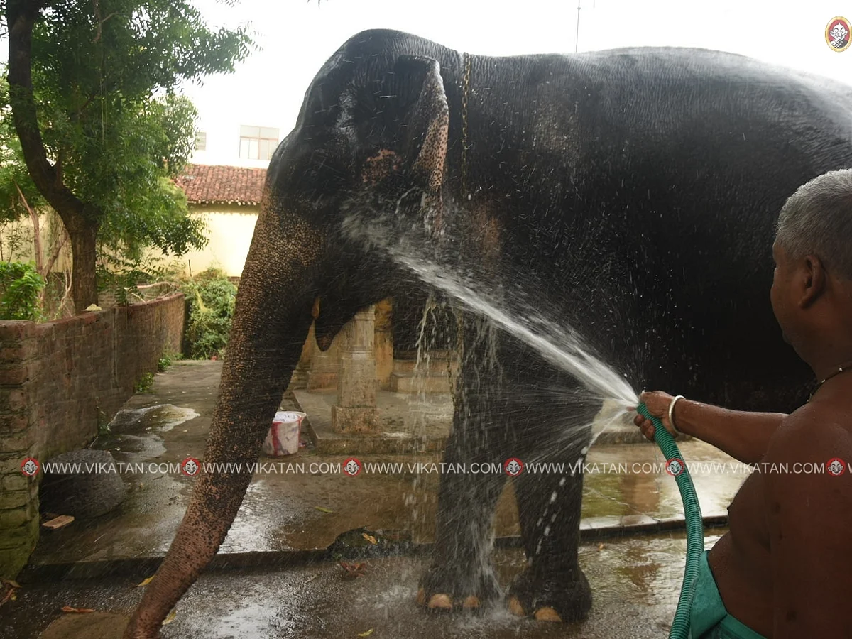 யானைகள் தினம்: `உருவம் பெருசு; ஆனால் குழந்தை மனசு!' - மயூரநாதசுவாமி கோயில் யானை அபயாம்பிகை படங்கள்