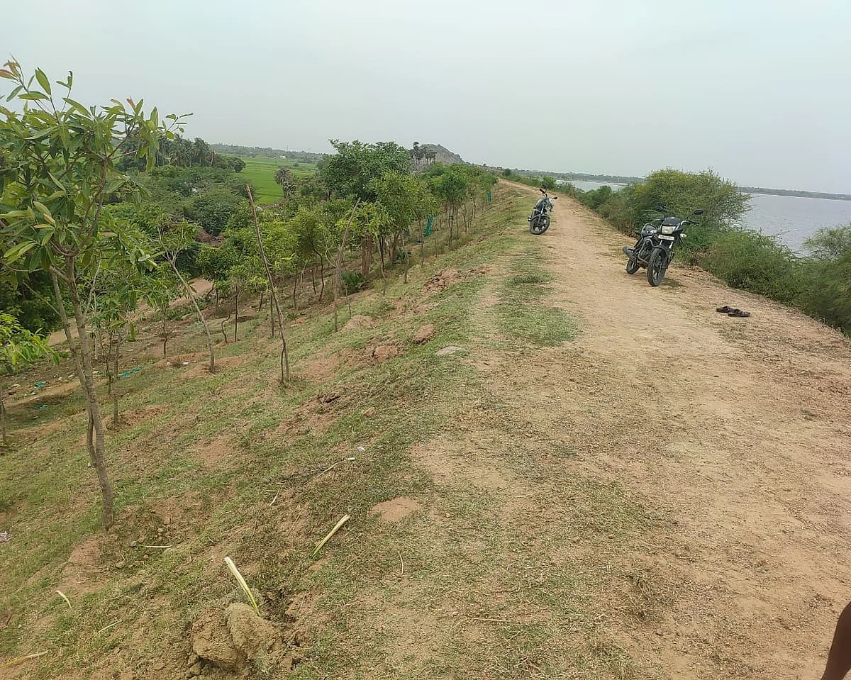 ஏரிக்கரையில் மரங்கள்