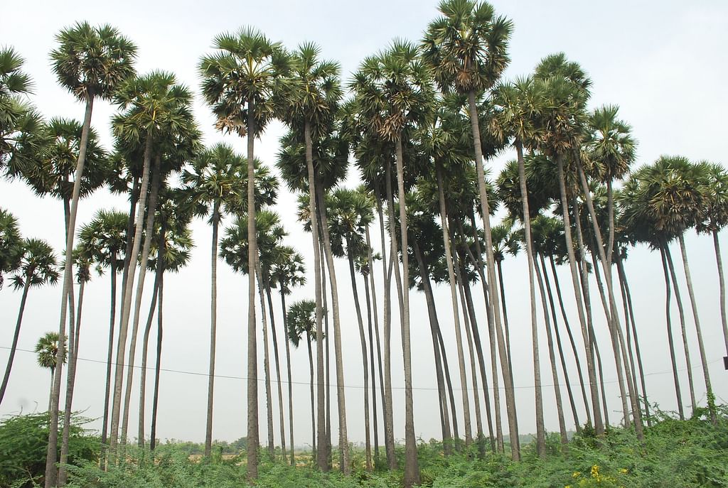 பனை மரங்கள்