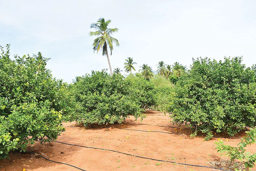 சாத்துக்குடி தோட்டம்