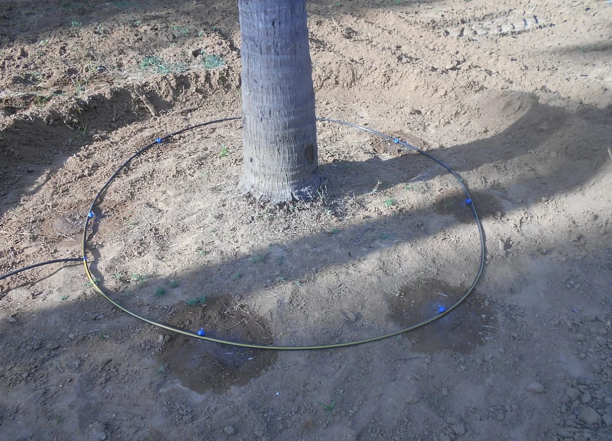 தென்னை மரத்திற்கு சொட்டுநீர் பாசனம்
