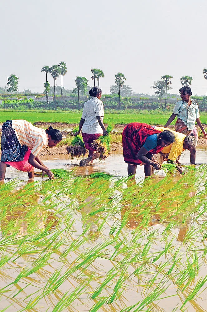 விவசாயம்