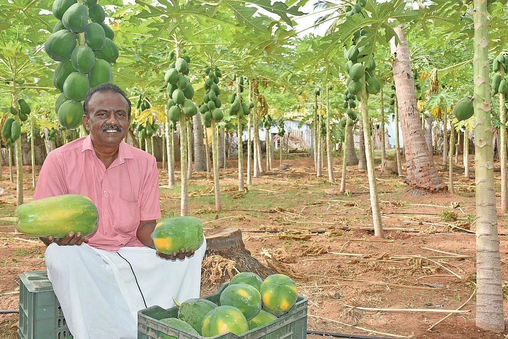 அறுவடையான பப்பாளியுடன் கனகராஜ்