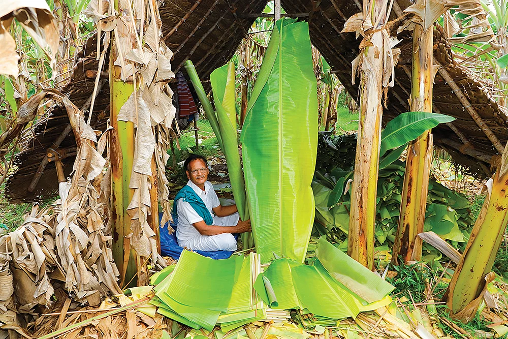 ஓங்கி உயர்ந்த வாழை இலைகளுடன் சீனிவாசன்