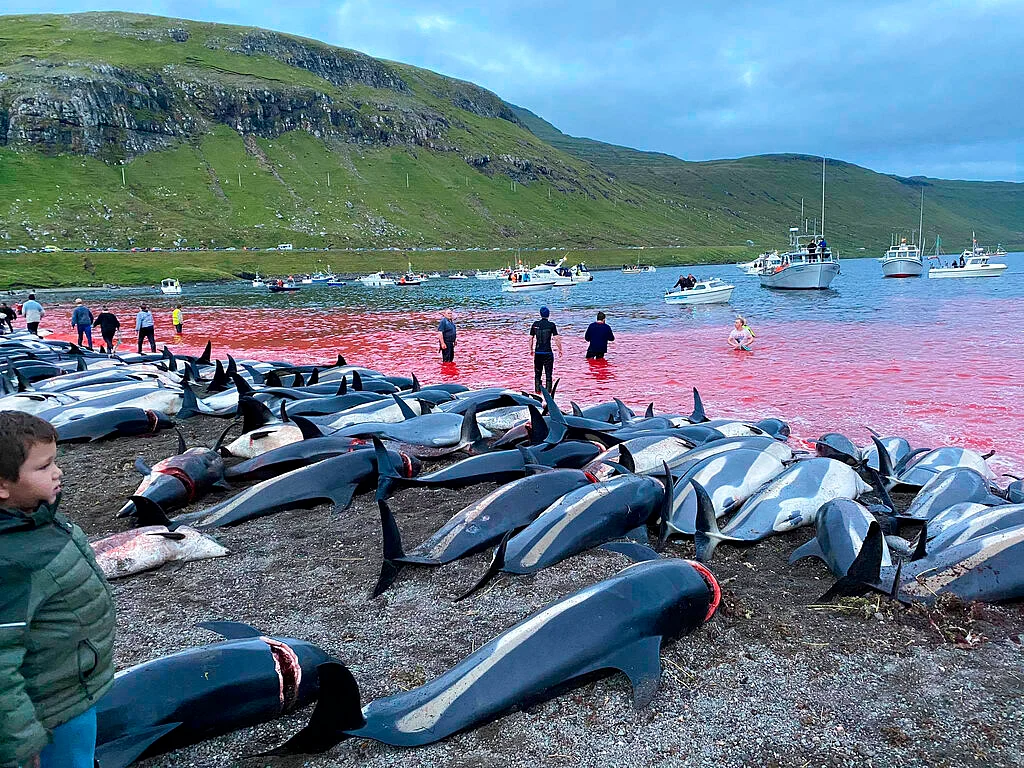 Dolphins