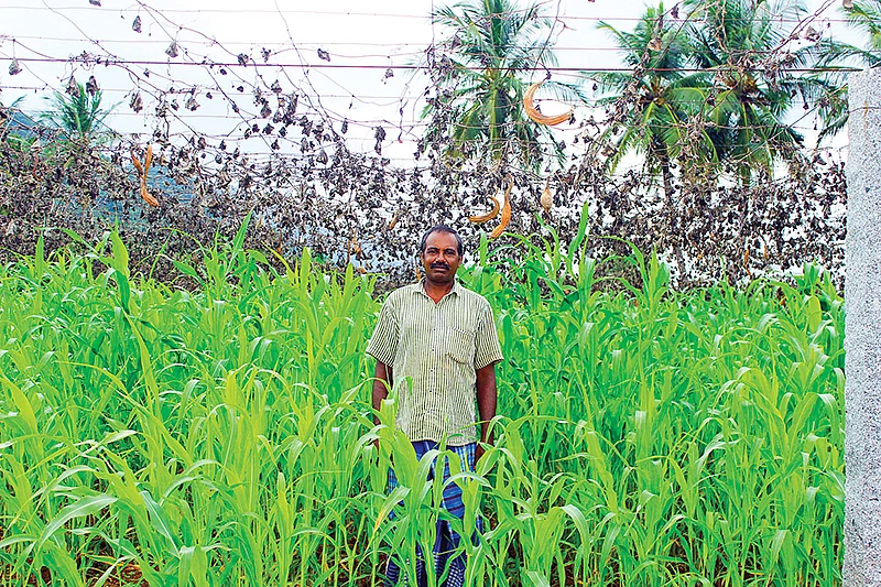 தீவனப் பயிர்