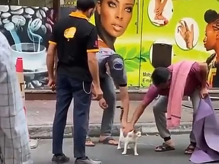 மாடியிலிருந்து விழுந்த கர்ப்பிணி பூனை; காப்பாற்றியவர்களுக்கு தலா ₹10 லட்சம் வழங்கிய துபாய் அரசு!