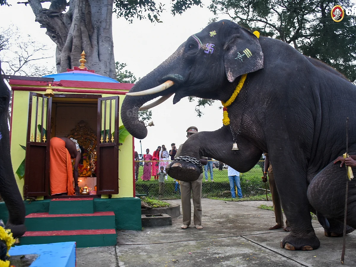 `தெப்பக்காடு யானைகள் முகாம்' - யானைகள் கொண்டாடிய விநாயகர் சதுர்த்தி | #PhotoAlbum