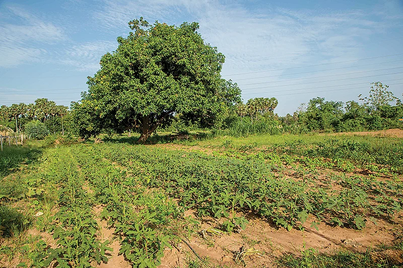 காய்கறி வயல்