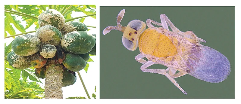 பப்பாளியில் மாவுப்பூச்சி கட்டுப்பாடு