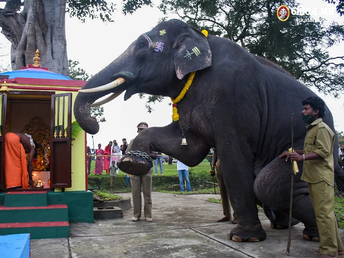 மணியடித்து வலம்வந்த மசினி, மண்டியிட்டு வணங்கிய கிருஷ்ணா... இது யானைகள் கொண்டாடிய விநாயகர் சதுர்த்தி!
