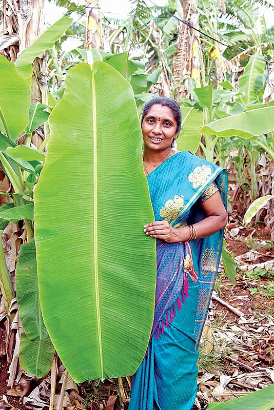 வாழவைக்கும் வாழையிலை...