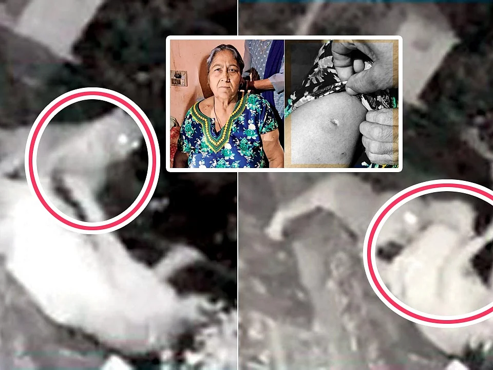 கைத்தடியால் சிறுத்தையை விரட்டிய மூதாட்டி; வைரலான வீடியோ; தொடரும் அச்சுறுத்தல்!