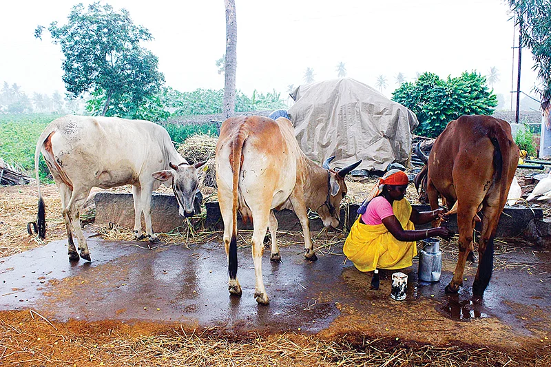 மாடுகள்