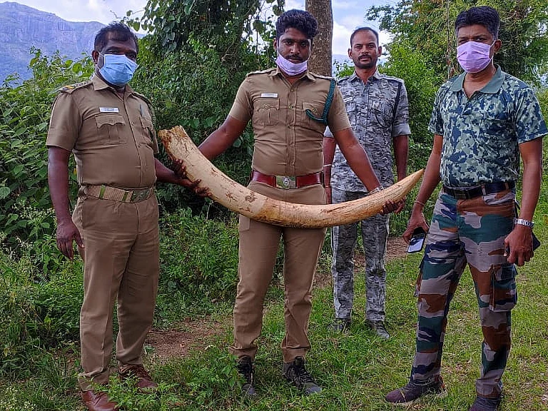 பிரமாண்ட தந்தத்துக்காக வேட்டையாடப்பட்டதா யானை? குற்றவாளியை நெருங்கும் வனத்துறை!
