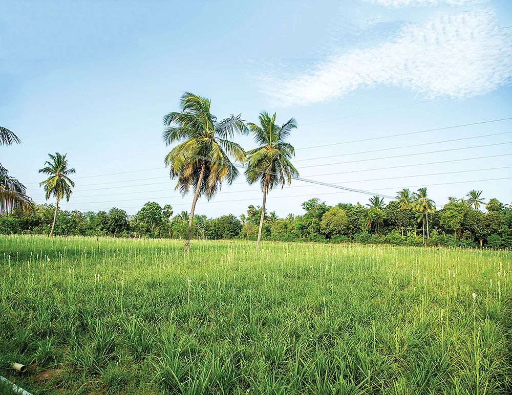 சம்பங்கி வயல்
